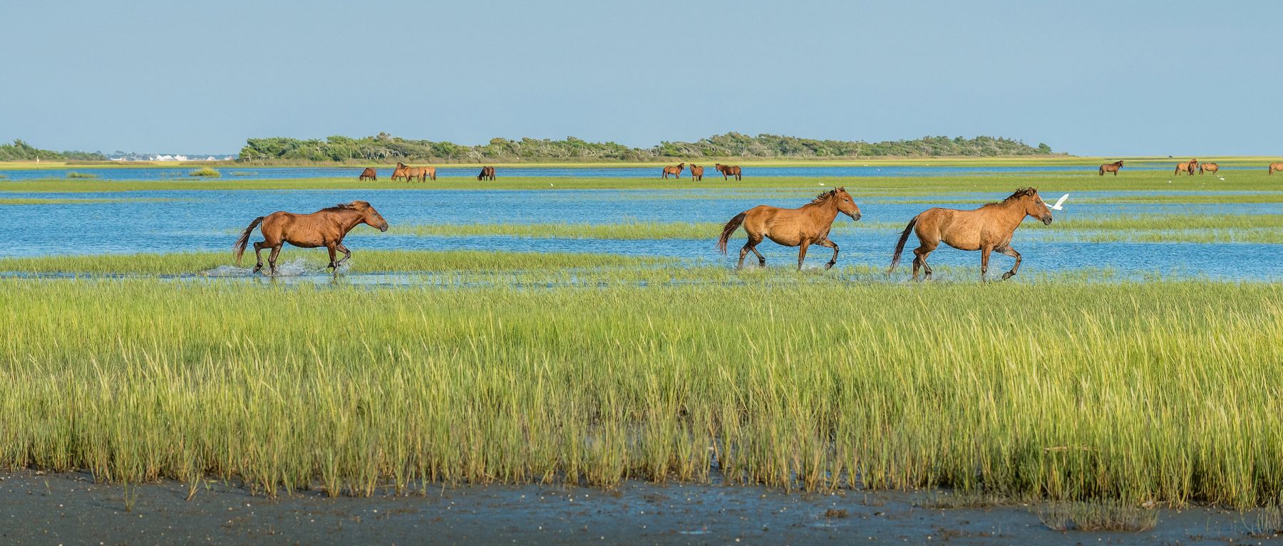 See Wild Horses on North Carolina Beaches Outer Banks